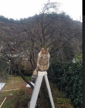 拉文爆发撕裂费城防线，开拓者连续得分狂潮锁定胜局